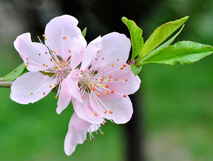 怎么才能斩掉老公的烂桃花-音狐运势网